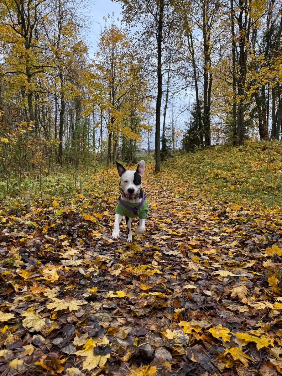 Собака в осеннем лесу